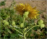 Sonchus arvensis. Соцветие, вид снизу. Чувашия, г. Шумерля. 5 июля 2010 г.