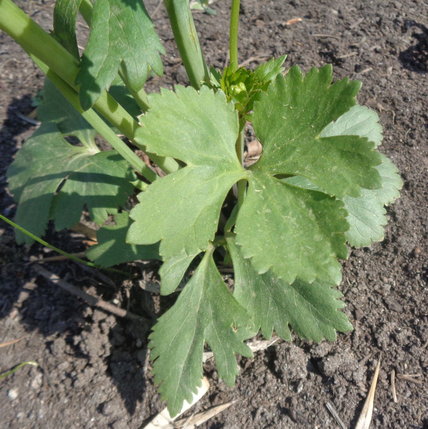 Image of genus Ranunculus specimen.