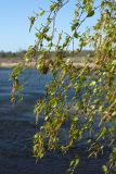 Betula pendula. Ветви с соцветиями. Псковская обл., Псковский р-н, окр. погоста Выбуты, берег р. Великая, кромка известнякового обрыва, суходольный луг с отдельными деревьями. 28.04.2019.