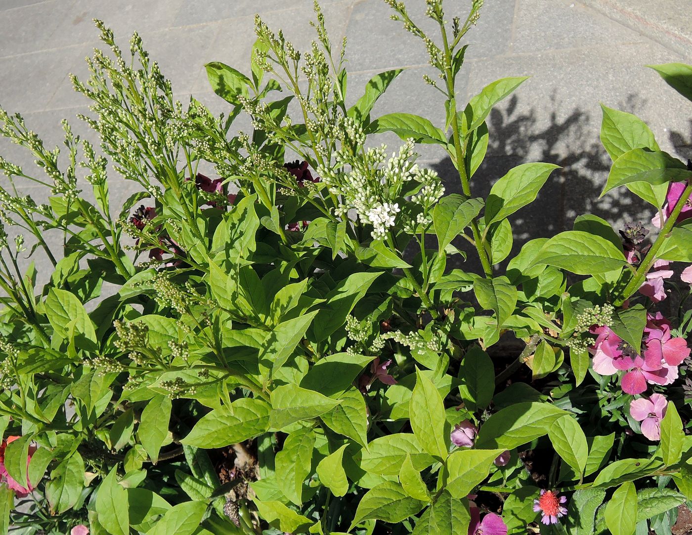 Image of genus Syringa specimen.