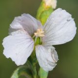 Linum humile. Цветок (форма 'Белый лён'). Ростовская обл., Неклиновский р-н, Фёдоровское с/п. 19.06.2019.