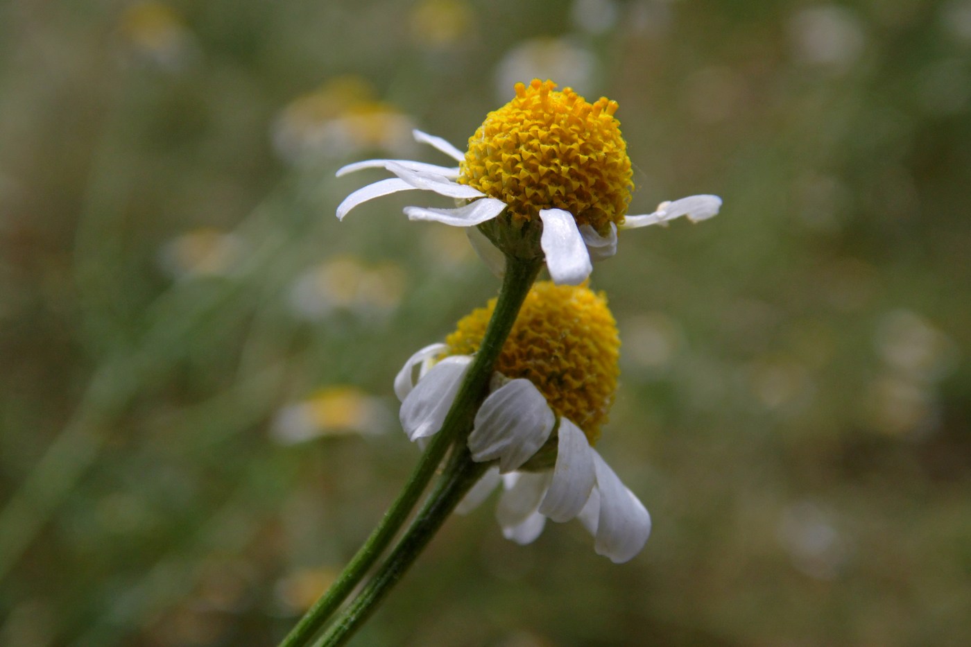 Изображение особи Anthemis cotula.