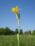 Chondrilla latifolia