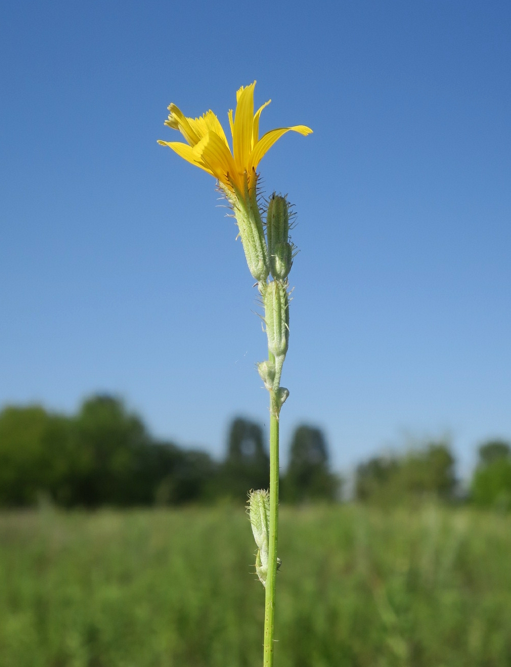 Image of Chondrilla latifolia specimen.