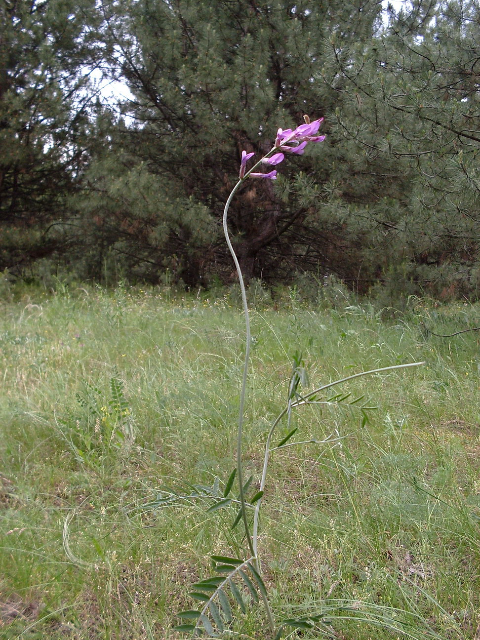 Изображение особи Astragalus varius.