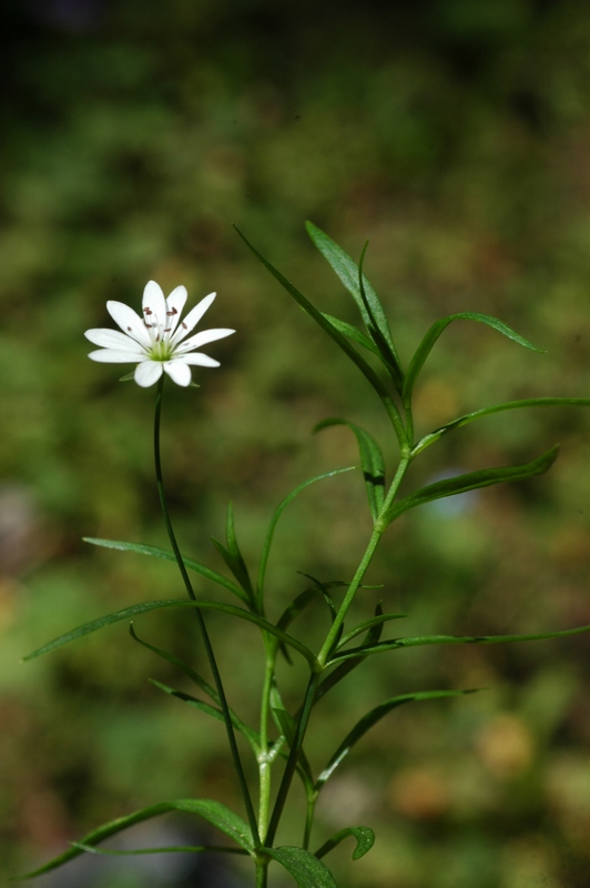 Изображение особи Stellaria soongorica.