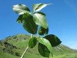 Populus laurifolia. Верхушка ветви с листьями. Казахстан, Западный Алтай, правая сторона р. Бухтарма ниже слияния с р. Берель. 27 июня 2019 г.