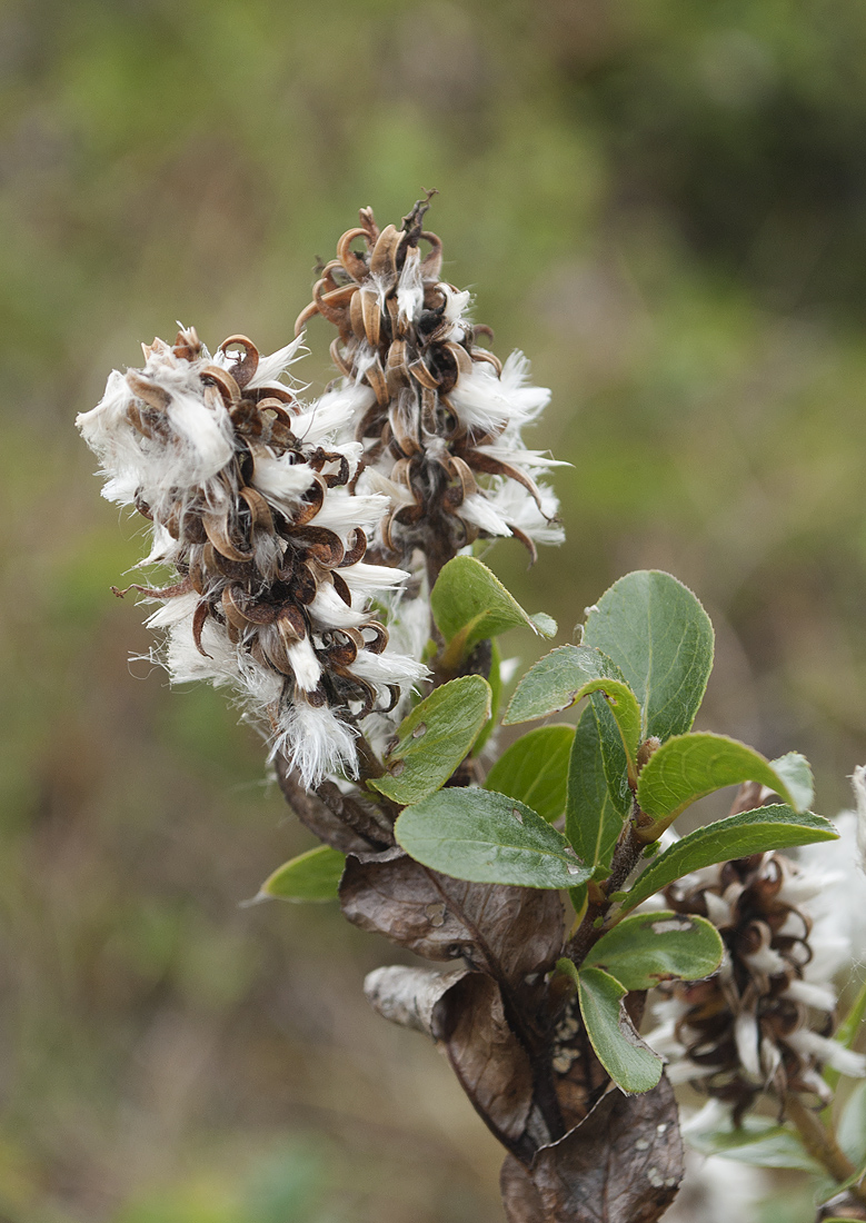 Image of Salix myrsinites specimen.