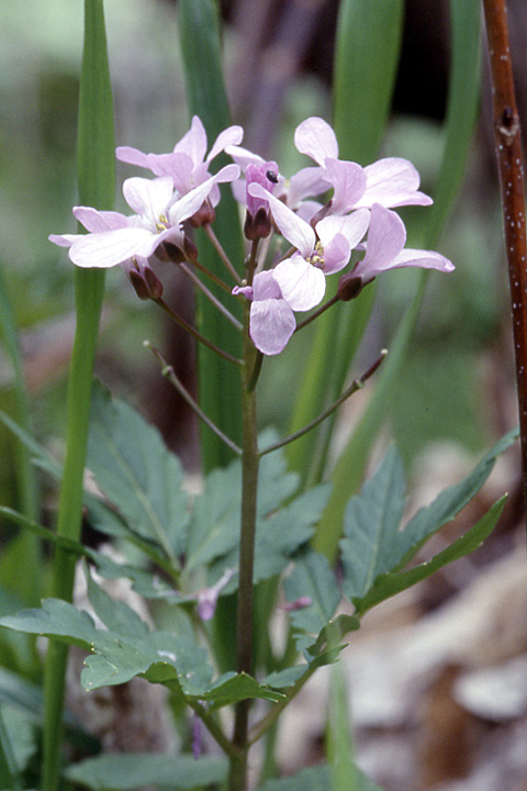 Изображение особи Cardamine quinquefolia.