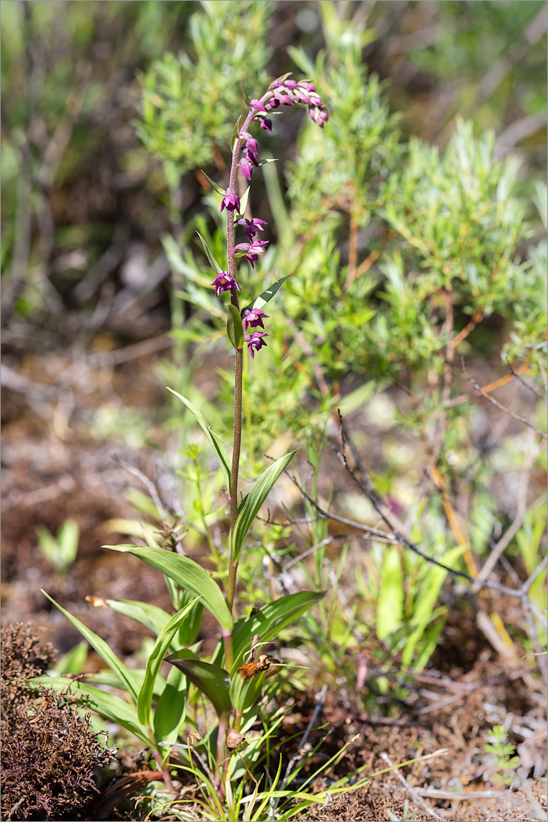 Изображение особи Epipactis atrorubens.