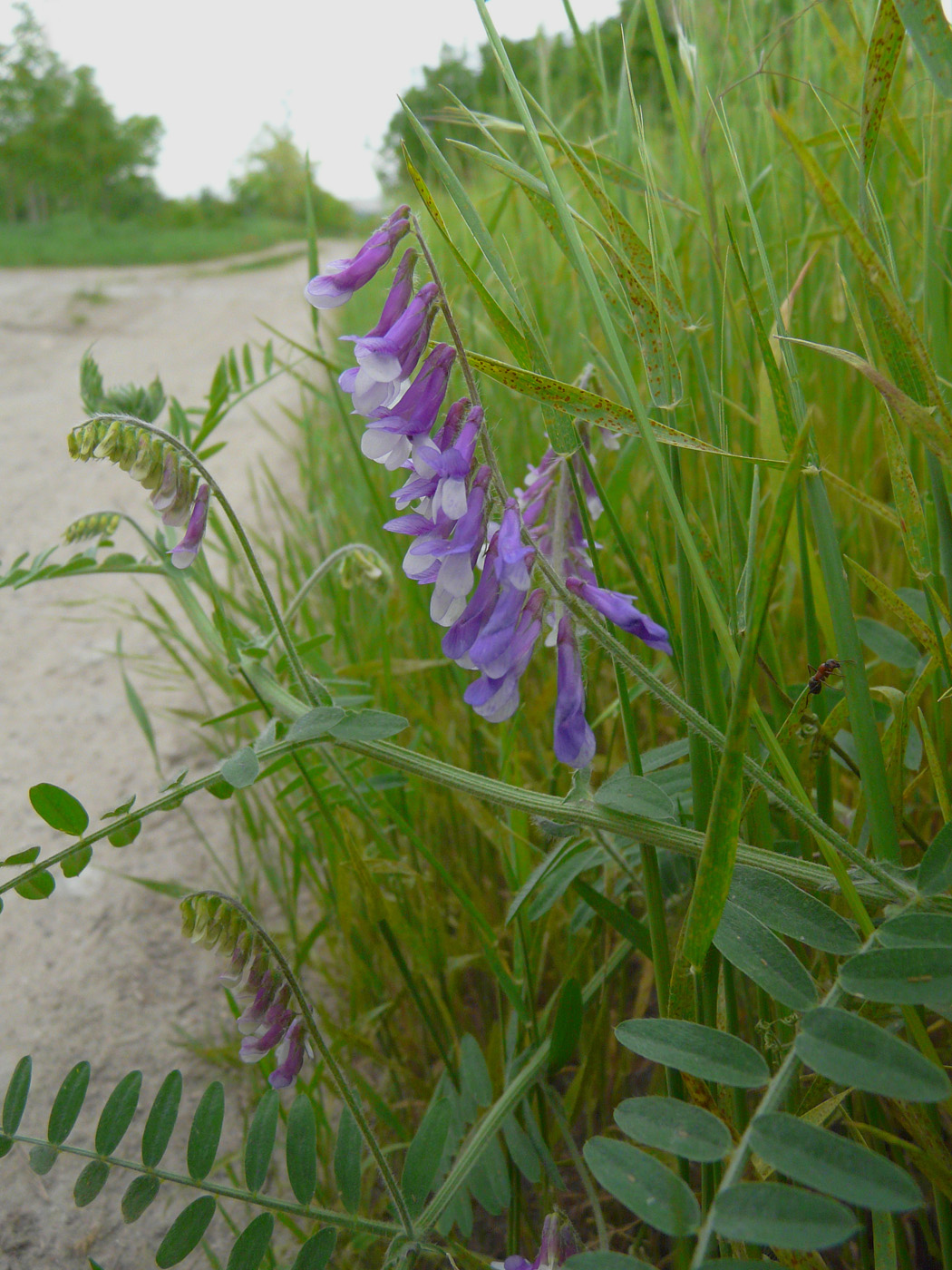 Изображение особи Vicia villosa.