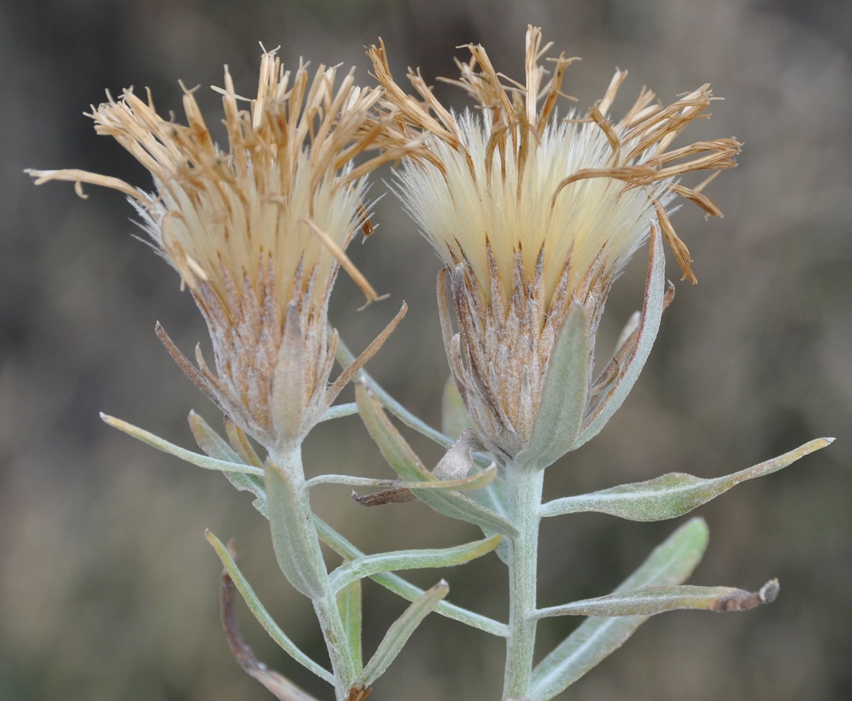 Image of Jurinea cypria specimen.