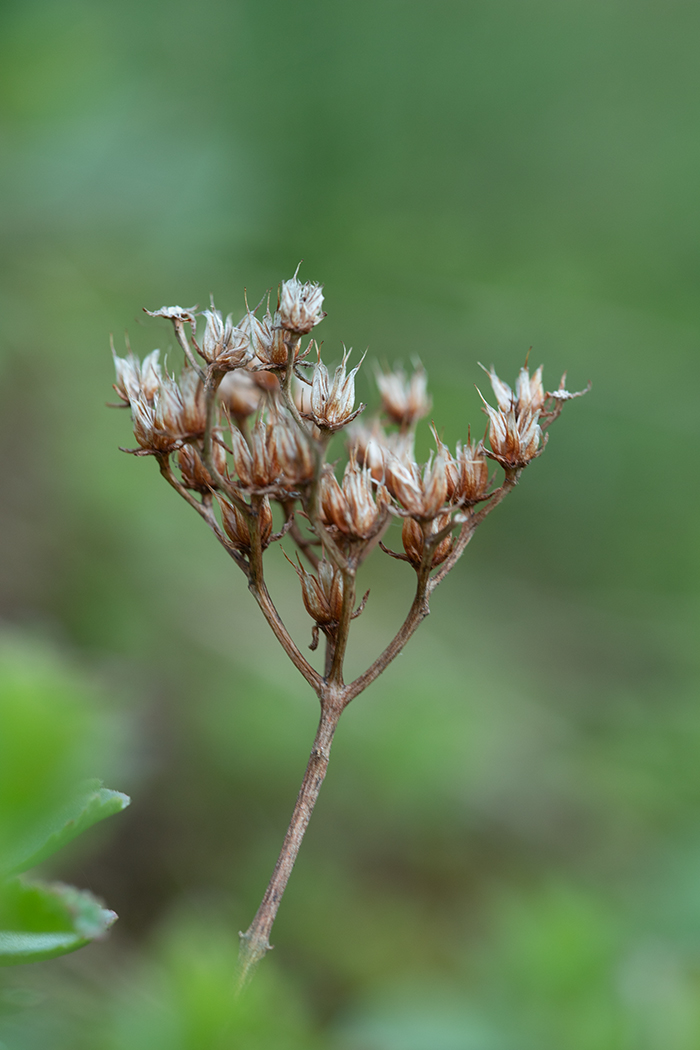 Изображение особи Sedum oppositifolium.