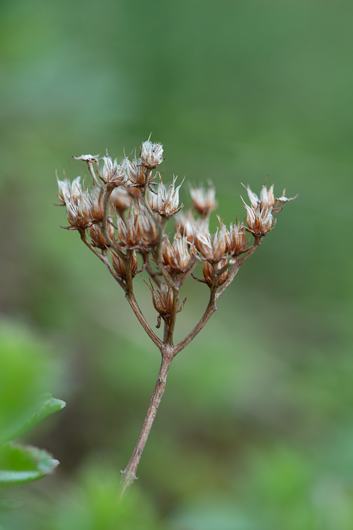 Изображение особи Sedum oppositifolium.