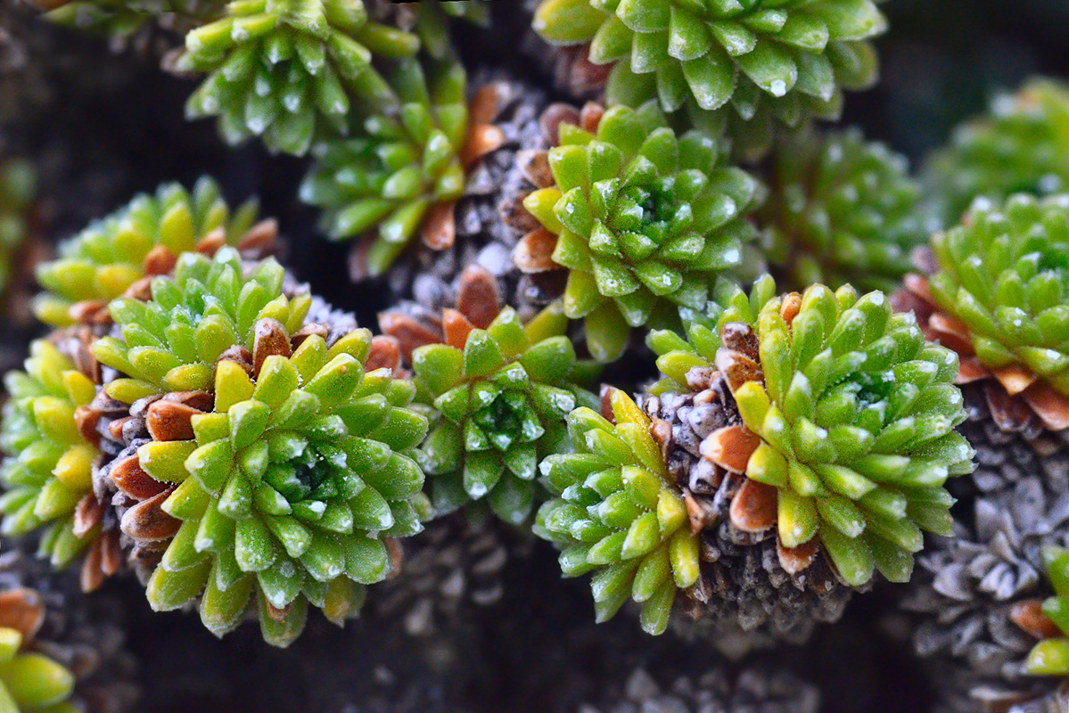 Изображение особи Saxifraga unifoveolata.