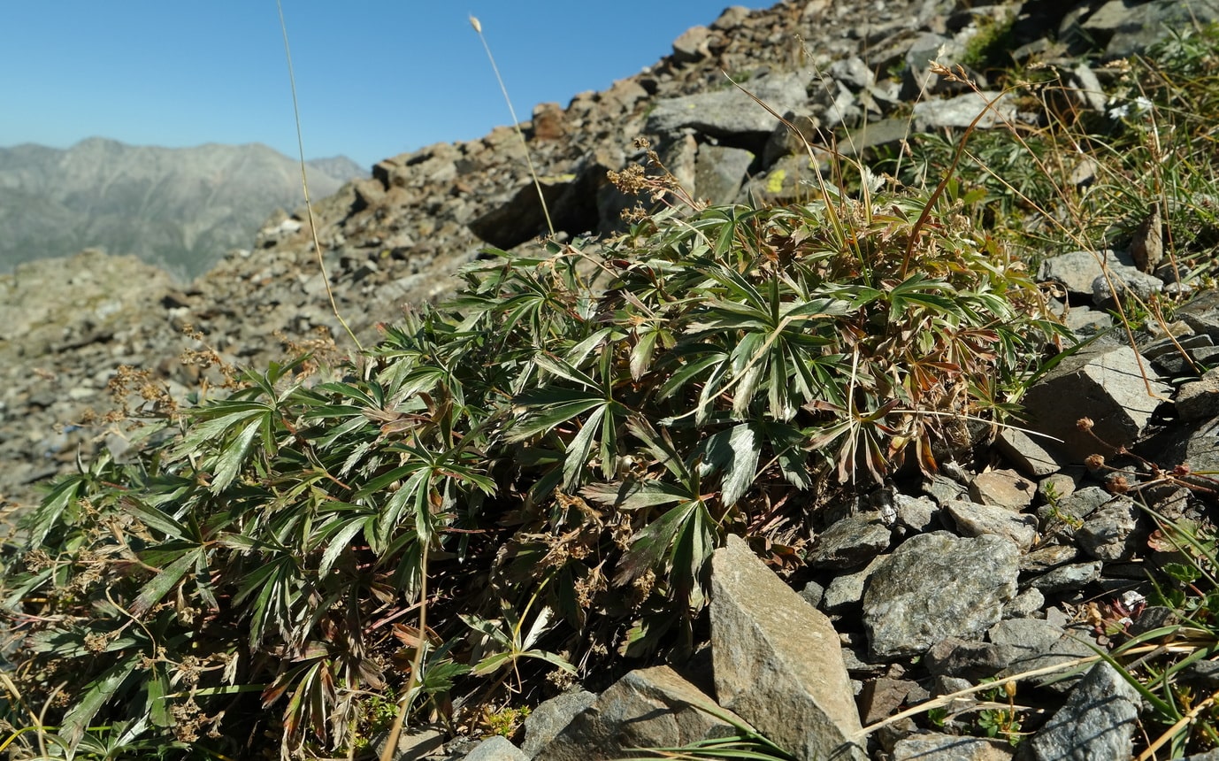 Image of Alchemilla sericea specimen.