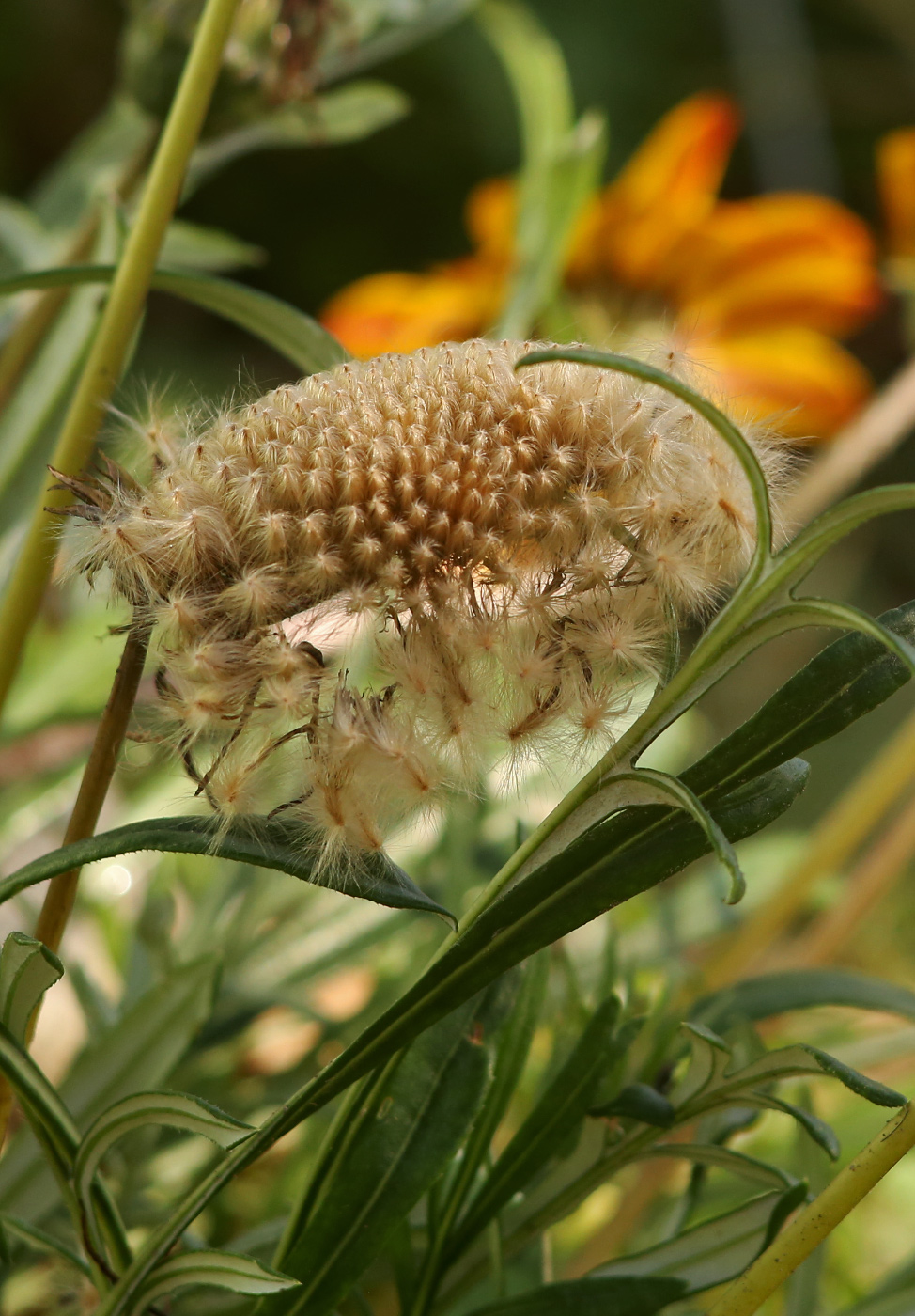 Image of Gazania × hybrida specimen.
