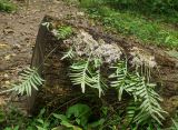 Polypodium cambricum. Спороносящие растения на стволе упавшего дерева. Краснодарский край, МО город-курорт Сочи, Хостинский р-н, долина р. Агура, ООПТ Агурские водопады, лес. 8 октября 2019 г.