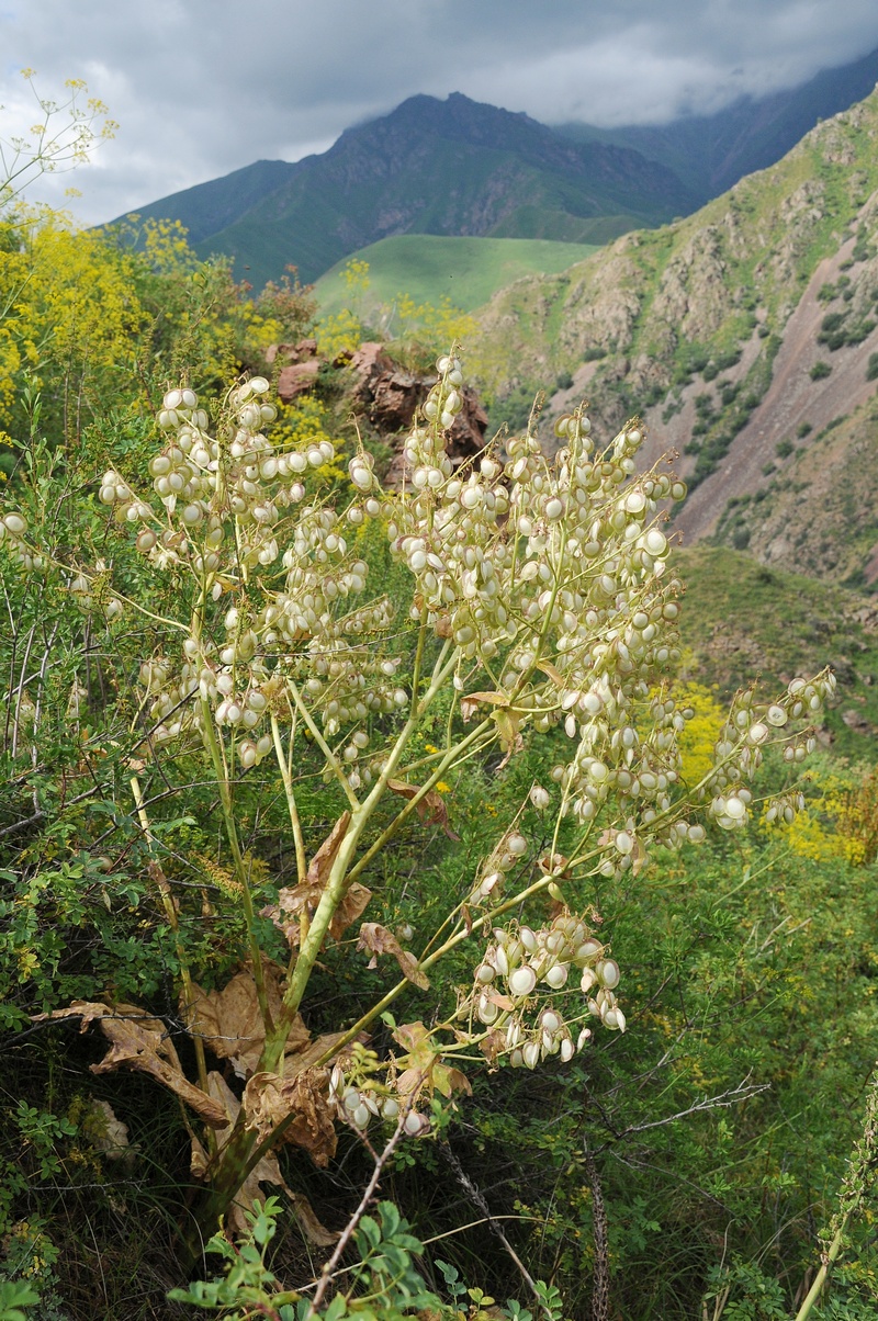 Image of Megacarpaea orbiculata specimen.