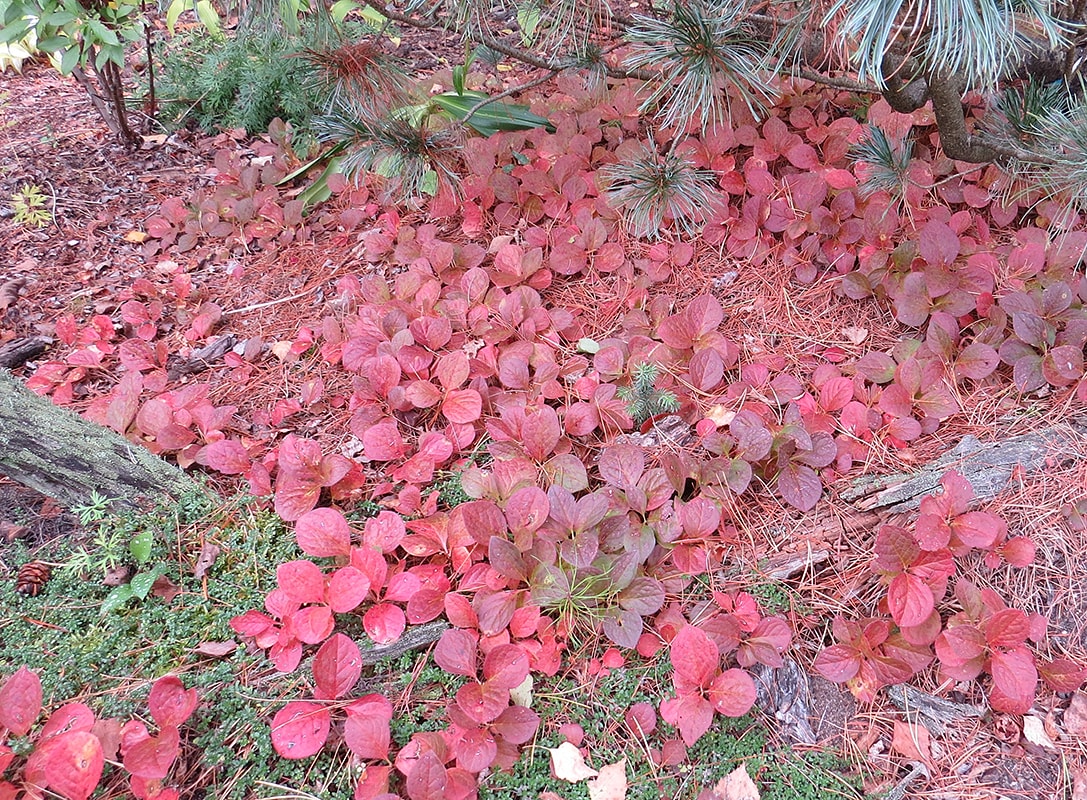 Image of Vaccinium praestans specimen.