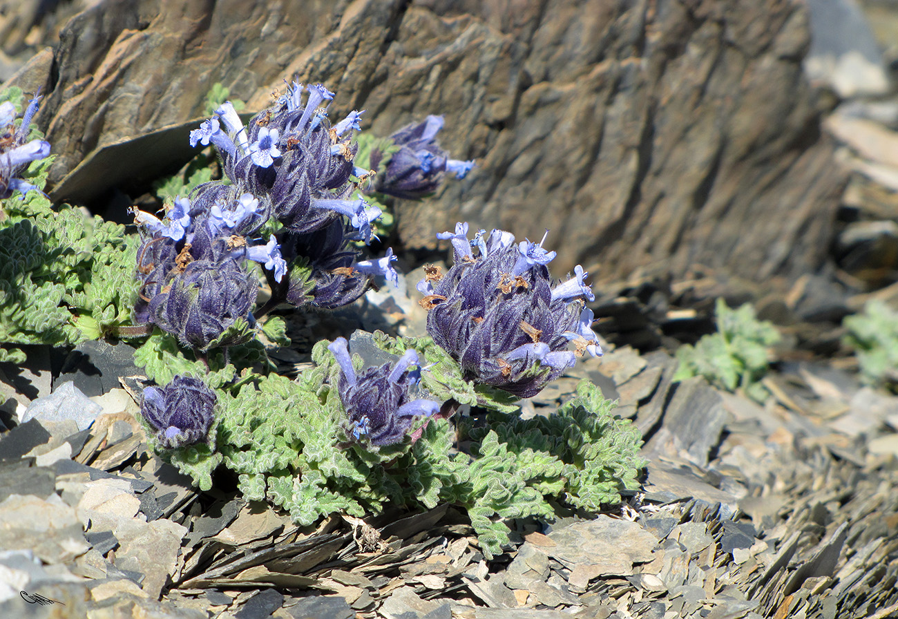 Image of Nepeta lipskyi specimen.