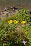 Helianthus tuberosus