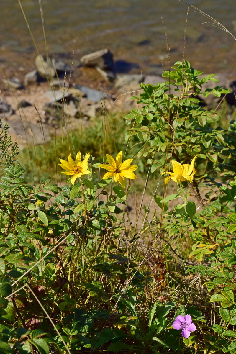 Изображение особи Helianthus tuberosus.