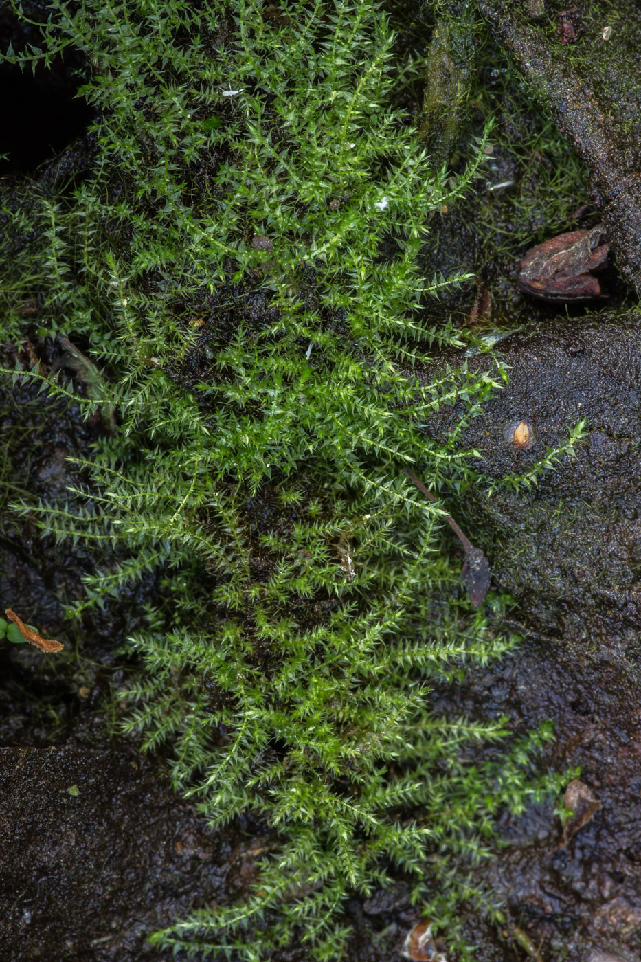 Image of class Bryopsida specimen.