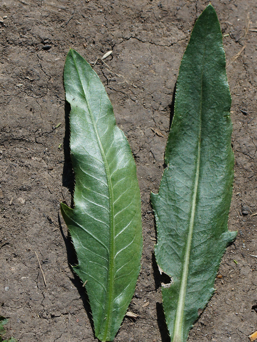 Image of Cirsium setosum specimen.