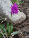 Primula nivalis