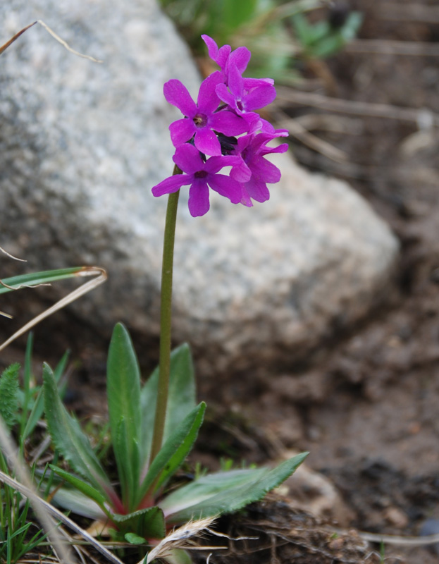 Изображение особи Primula nivalis.