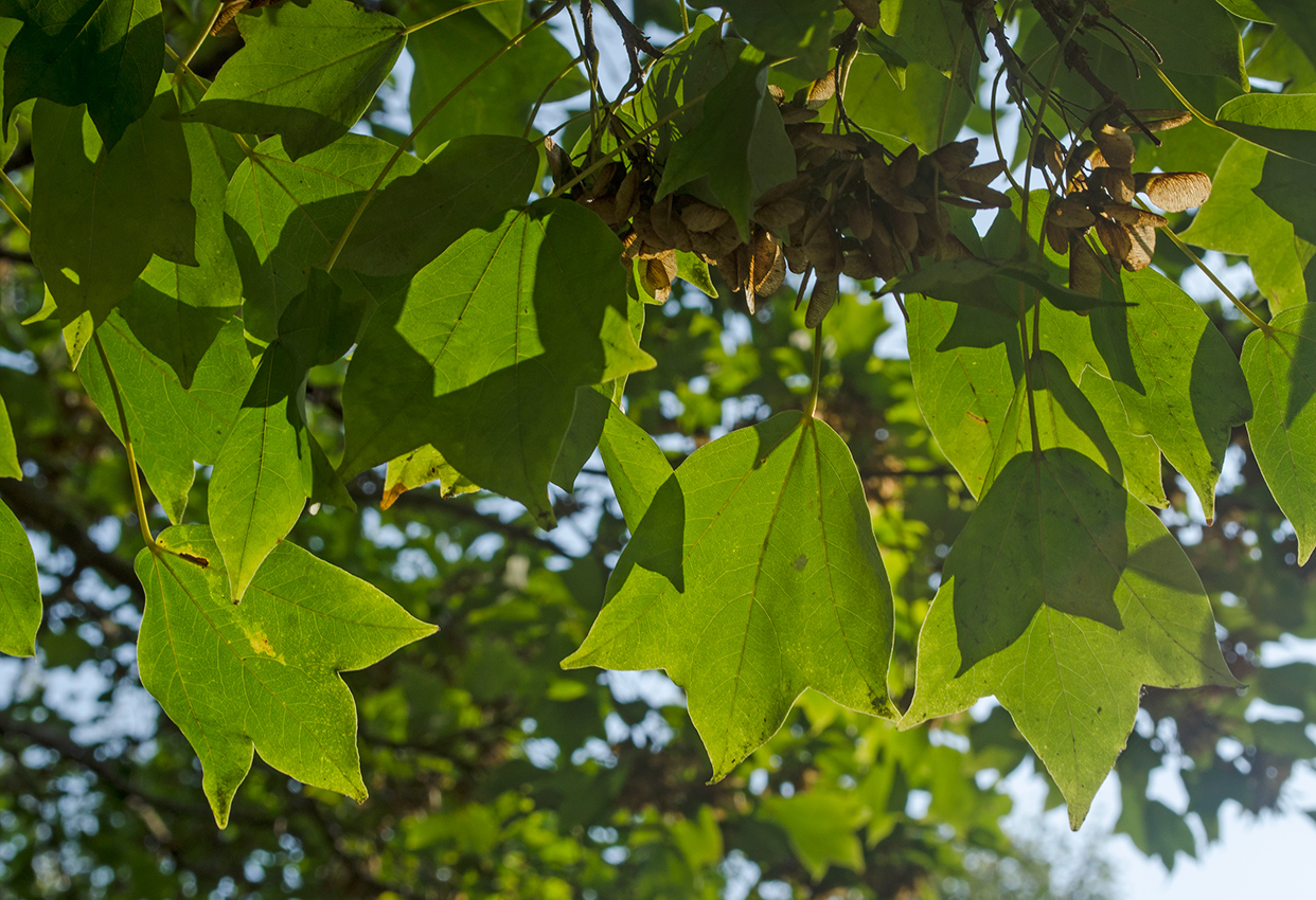 Image of Acer buergerianum specimen.