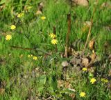 Lapsana communis