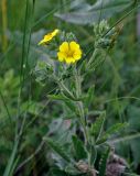 Potentilla astracanica. Верхушка побега с соцветием. Воронежская обл., Лискинский р-н, музей-заповедник \"Дивногорье\", разнотравная степь. 01.06.2019.