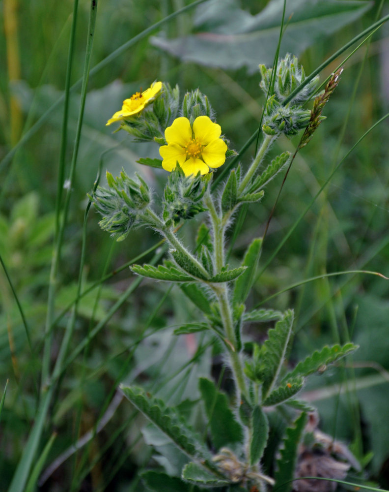 Image of Potentilla astracanica specimen.