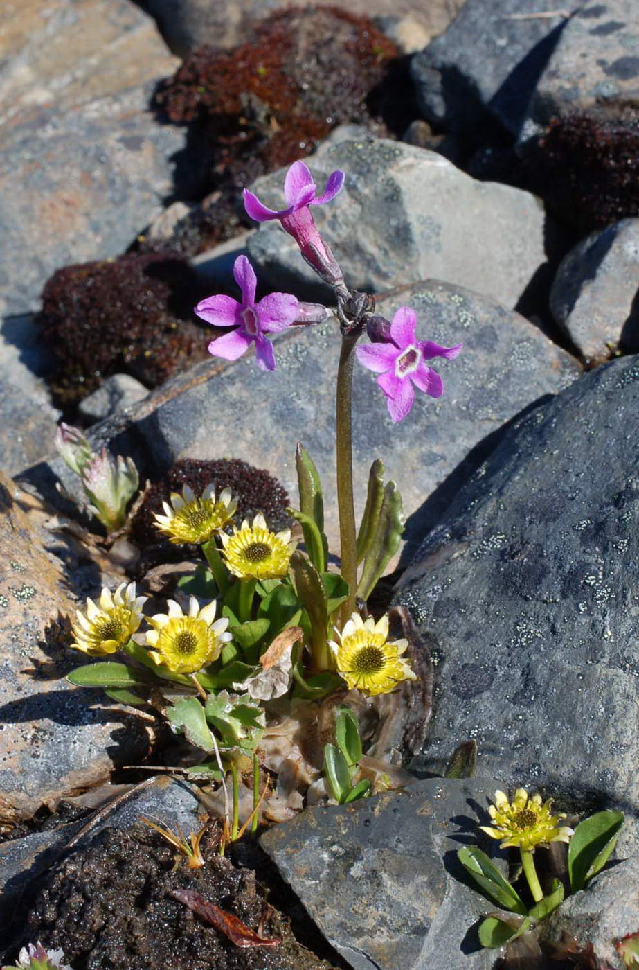 Image of Oxygraphis glacialis specimen.