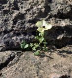 Ranunculus asiaticus