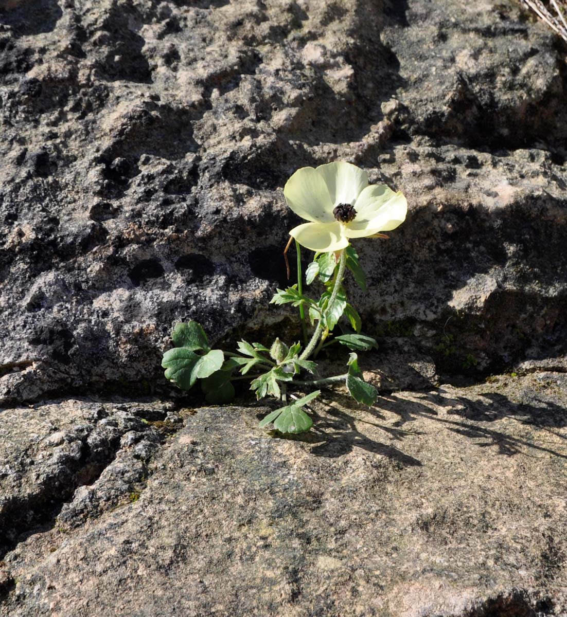 Image of Ranunculus asiaticus specimen.