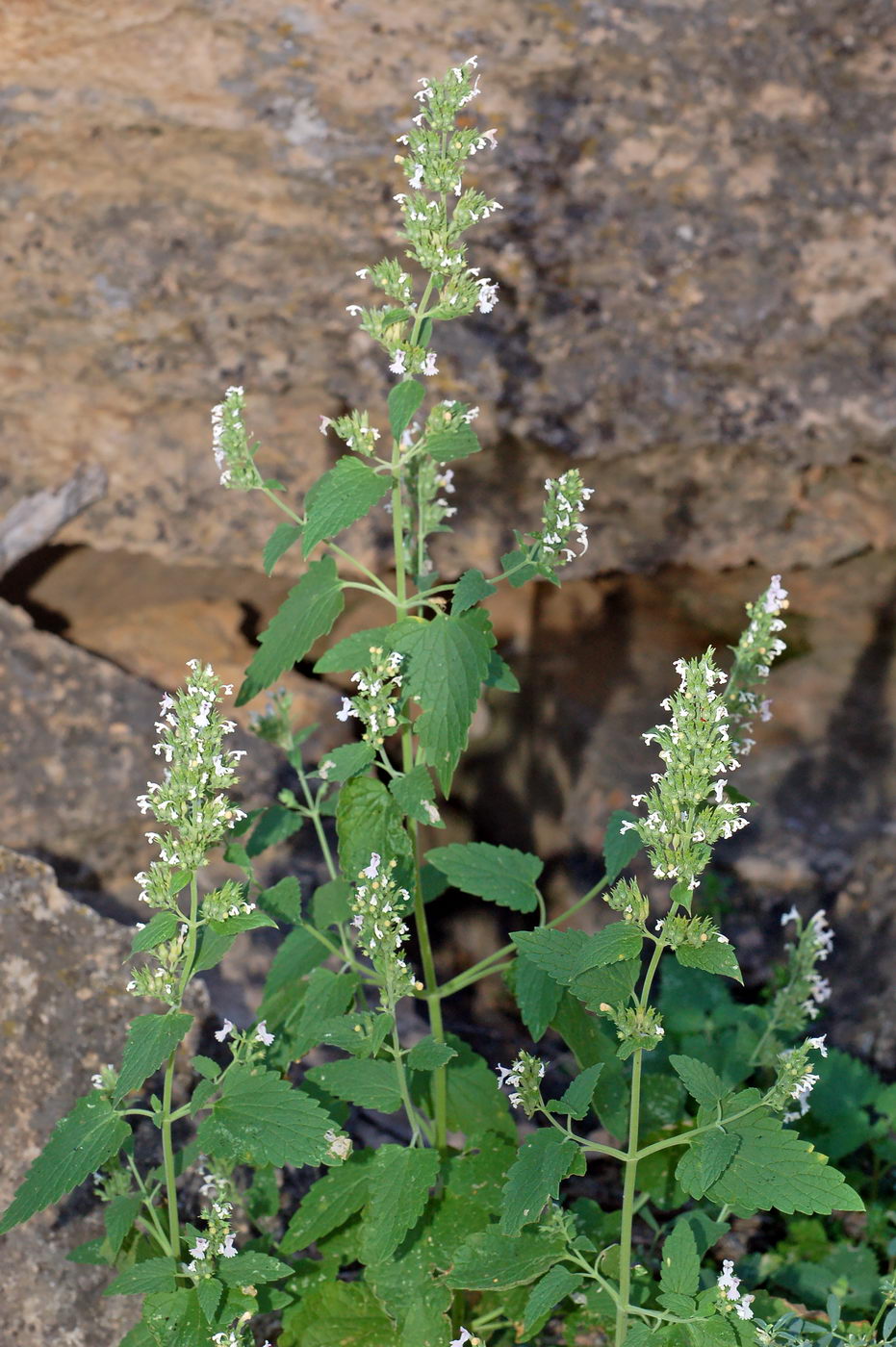 Image of Nepeta cataria specimen.