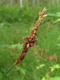Bistorta officinalis