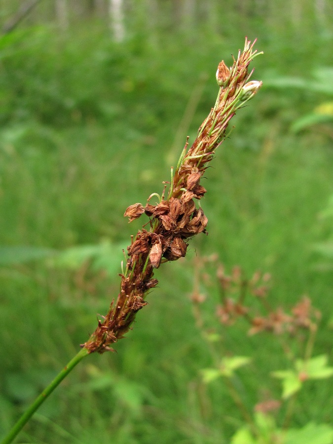 Изображение особи Bistorta officinalis.