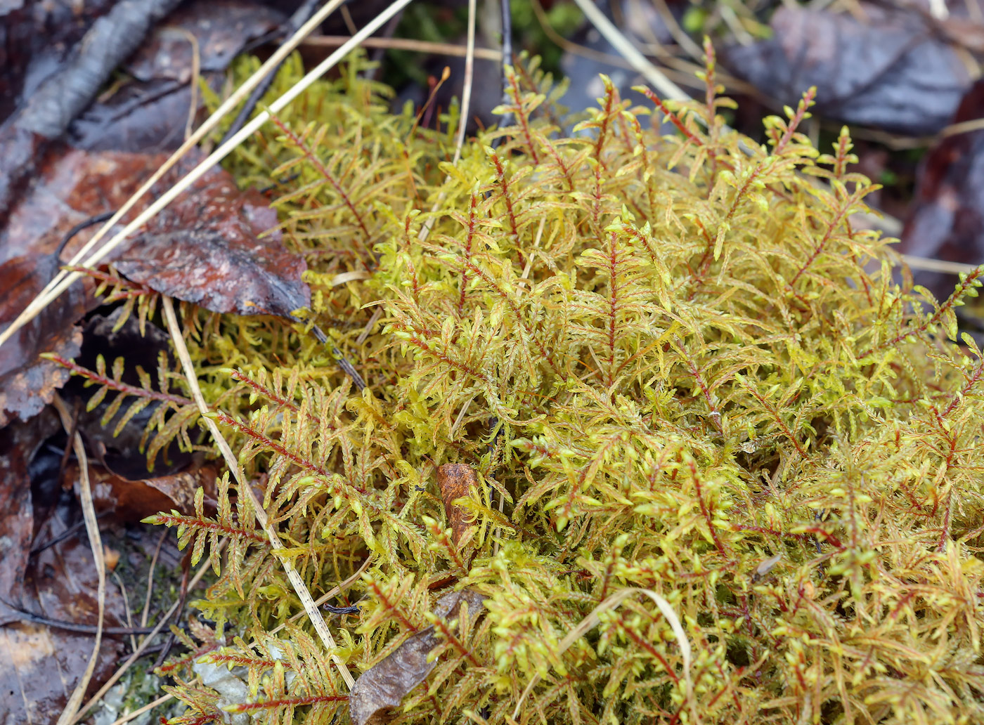 Image of Pleurozium schreberi specimen.