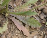 Tolpis umbellata