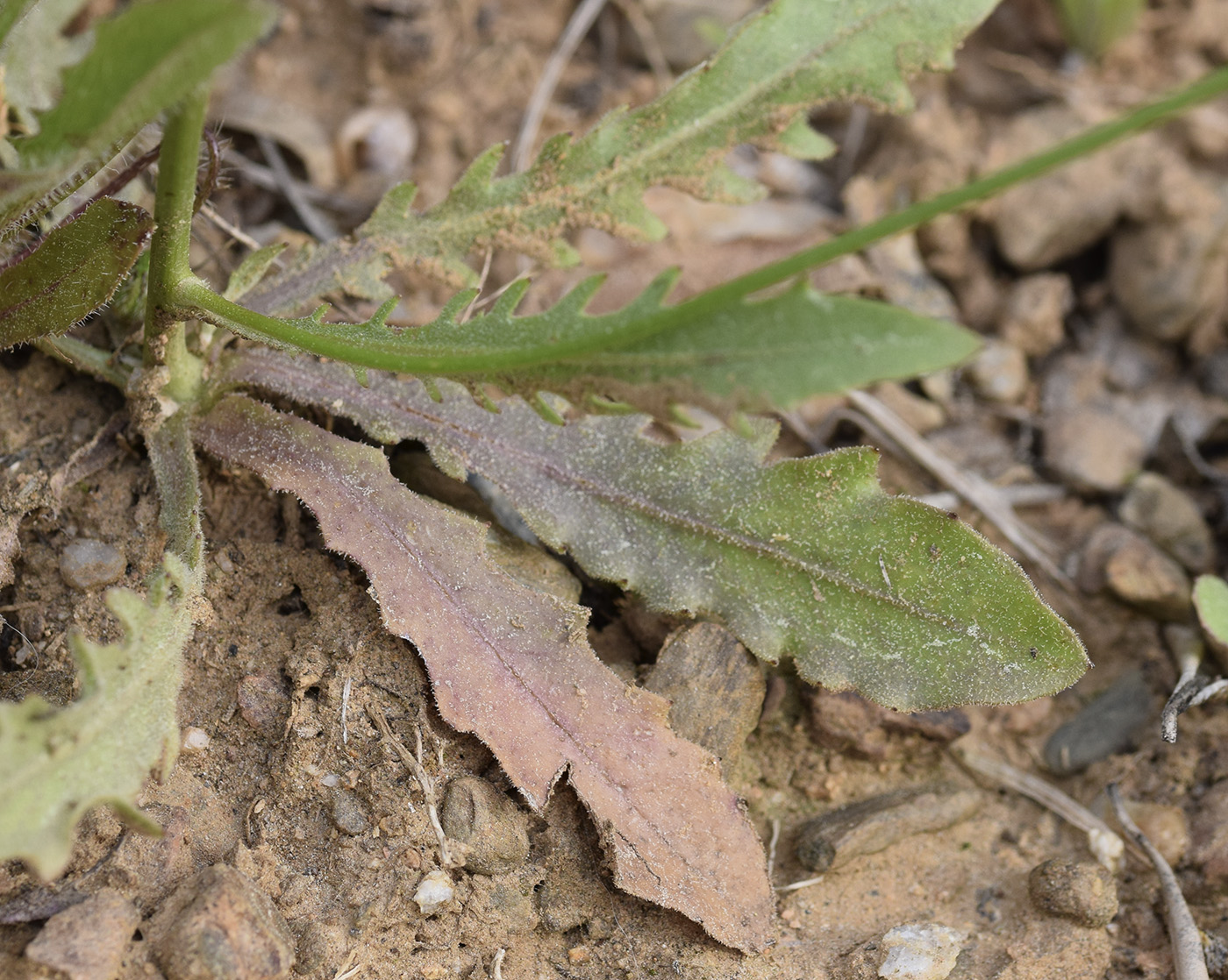 Изображение особи Tolpis umbellata.