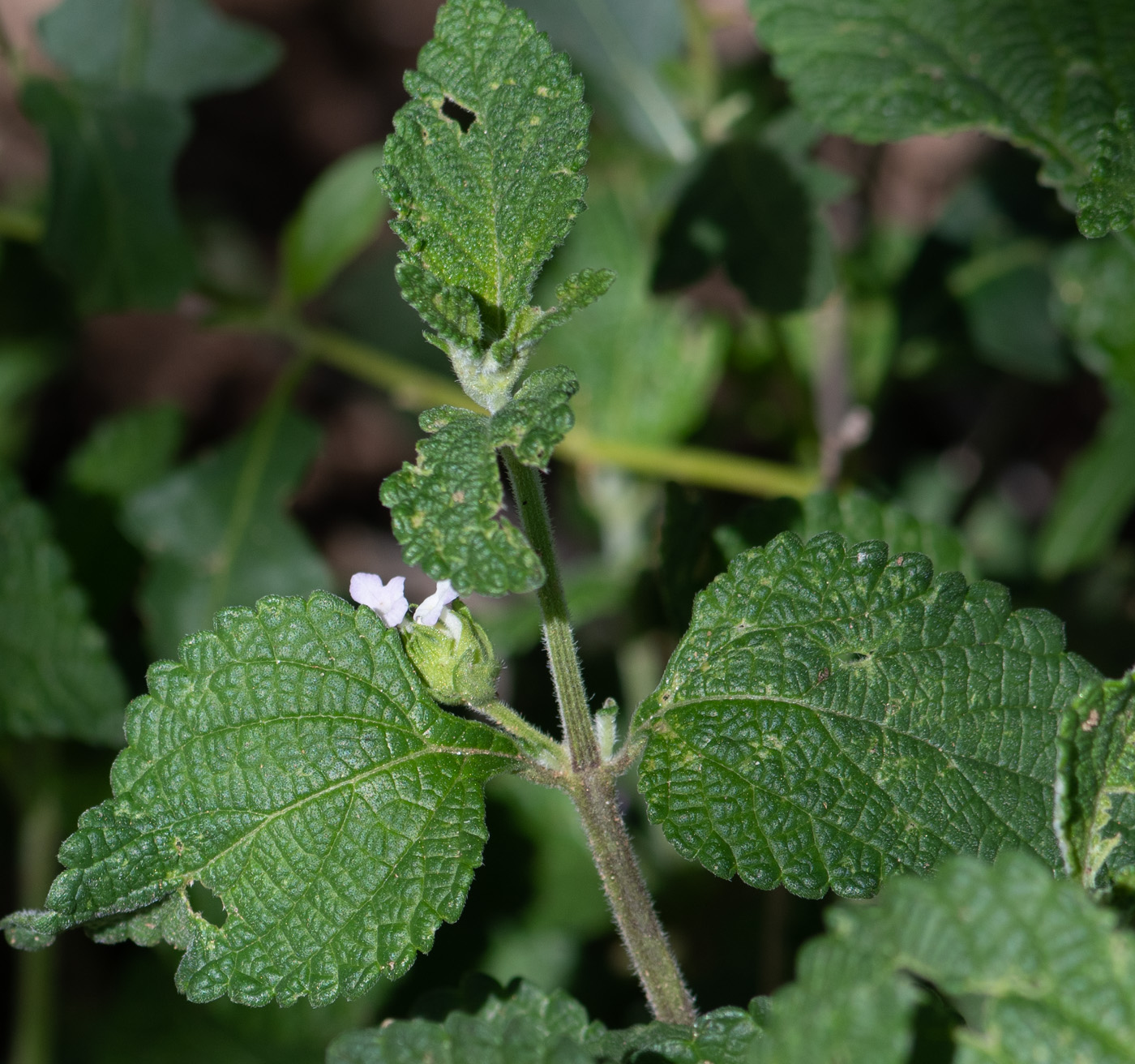 Изображение особи Lantana angolensis.