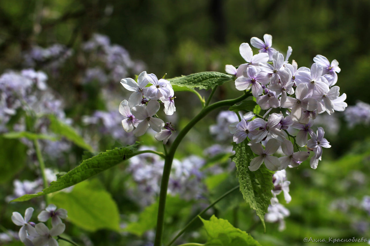 Изображение особи Lunaria rediviva.