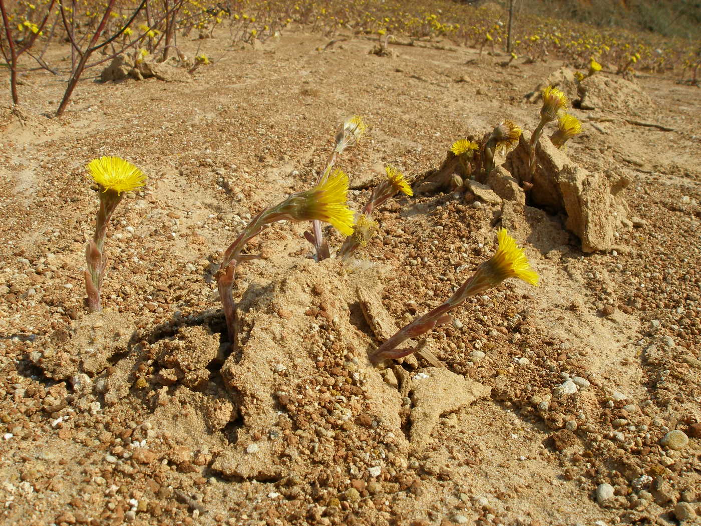 Image of Tussilago farfara specimen.