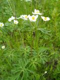 Anemonastrum crinitum