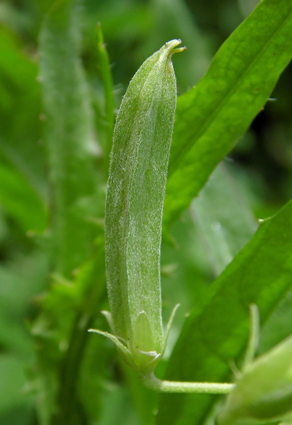 Image of Oxalis dillenii specimen.