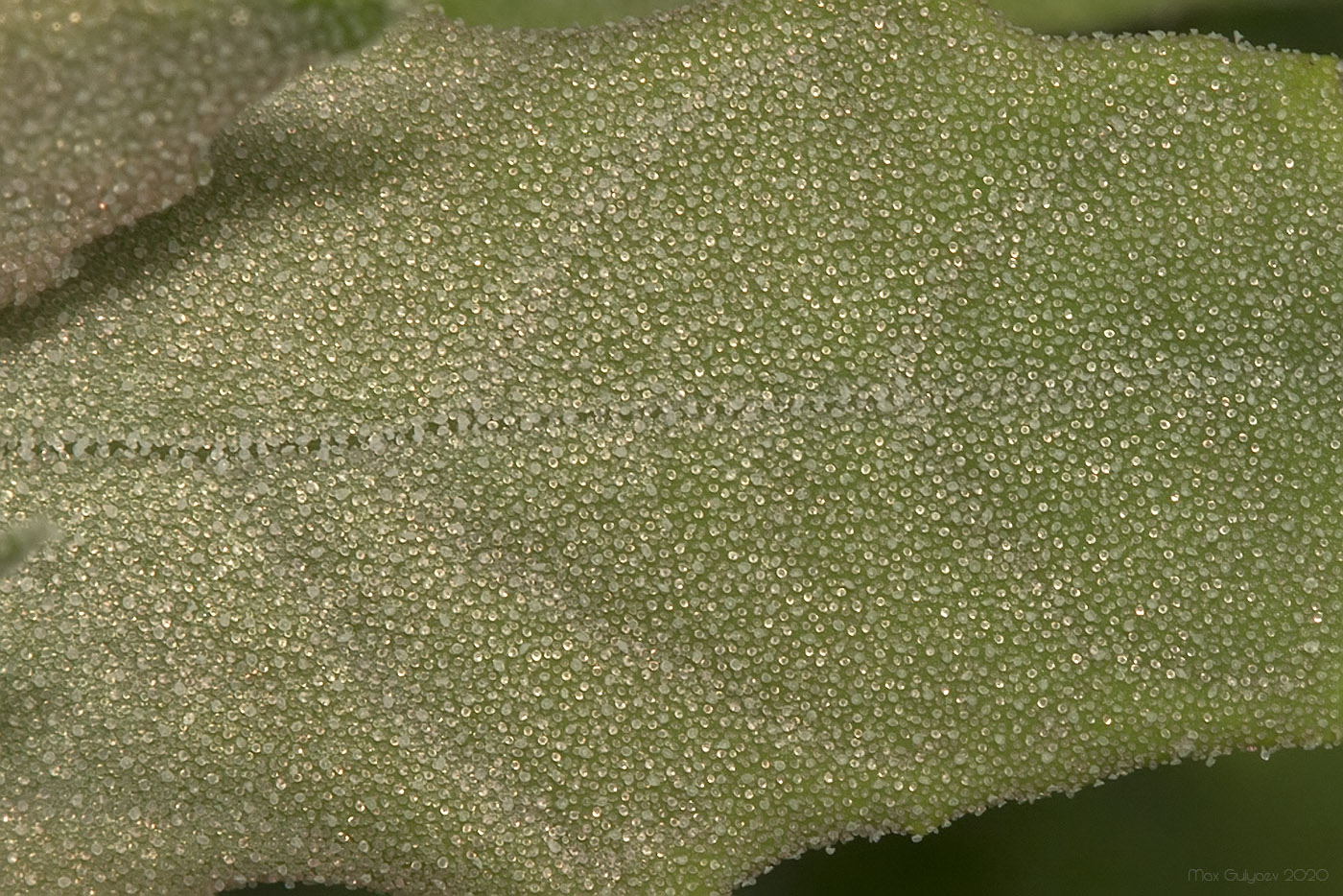 Image of Chenopodium album specimen.